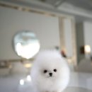 화이트포메라니안 이미지