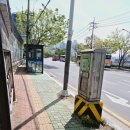 동천강주유소 | 울산 북구 천곡교 유채꽃밭 산책하며 봄나들이 명소