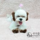 우리들펫샵