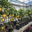 계양농약사 이미지