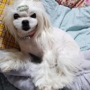 까까줄개 이미지