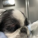 새싹 동물병원 이미지