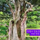 기다림 설레임/ 강허달림/ 한명수 커버연주 이미지