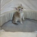 도그마루 강아지고양이 목동점 이미지