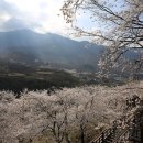 십리벚꽃길 이미지