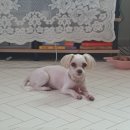 메이드독 이미지