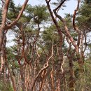 융건릉공영주차장 | 화성 윤건릉 아이랑 가볼만한 곳｜입장료·주차·봄 산책 코스 총정리 (27개월 아기 방문 후기)