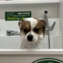 세븐일레븐충주기업도시점 | 서충주 강아지 셀프목욕장 추천｜24시간 카드결제 버블독스 후기 🐶💦