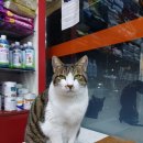 효창동물병원 이미지