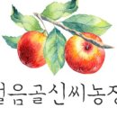 밀양얼음골김치 이미지