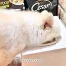 라온2 | 반려동물식기 바꿨더니 달라진 식사 자세 라온펫 반려동물 2구 대리석 식기 후기