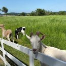 해뜰목장 이미지