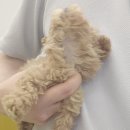 댕댕프렌즈 이미지