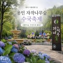 달콤한작은음악회<퓨전> | 용인 자작나무숲 수국축제 경기도 6월 꽃축제 주말 데이트 코스 솔직 후기