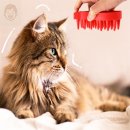 그루밍솔 이미지