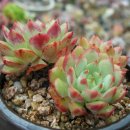 블루우드 이미지