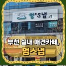 멍요일 | 부천 애견카페 추천 멍스냅 후기, 반려견과 실내에서 놀기 좋은 곳!