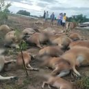 천둥축산 이미지