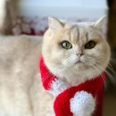 골든베니 이미지