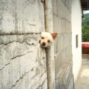 시인과촌장 이미지