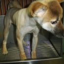 펫피아 동물병원 이미지