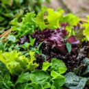 초록푸드 이미지