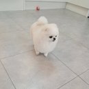 땡자네 묭실 이미지