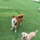 멍글로우