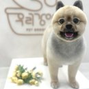 진접애견미용 이미지