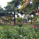 지천솔밭 이미지