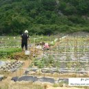 용진1농장 네이버블로그