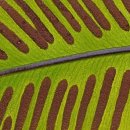 선흘리 백서향 및 변산일엽군락 이미지