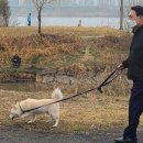 대통령공원 진돗개 이미지