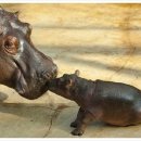 토끼사냥 이미지