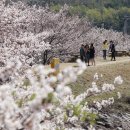 명품 벚꽃 길 이미지