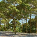 진도 카멜리아 힐즈 오토캠핑장 이미지