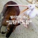 펠리칸적 사고로 살기