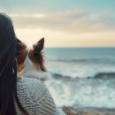 소풍애견미용 이미지