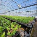 부흥가든 이미지