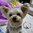 벨루스독 이미지