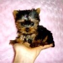 예쁜강쥐 이미지