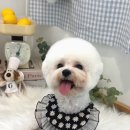 위드뚜뚜 이미지