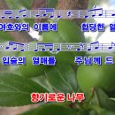 향기로운나무 이미지