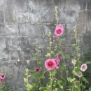 약목보건지소 | 칠곡 약목 황해해물탕 맛집 해물칼국수