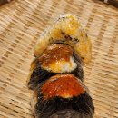 더오니기리플러스 | 강남 터미널 신세계 백화점 맛집 교토 오니마루 내돈내산 주먹밥 사먹은 후기