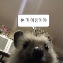 빈스토커