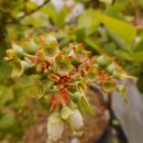 청산 블루베리 이미지