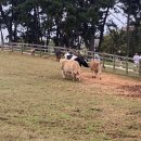 상하고향목장 이미지