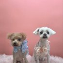 아임그루머 이미지