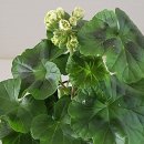 더숲엔젤 이미지